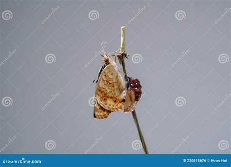 Butterfly Hatching From Pupa And Chrysalis. Royalty-Free Stock Image ...