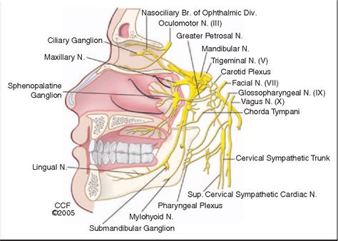 Personal Demonio Disco sphenopalatine ganglion anatomy Extraer ...