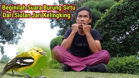 Membuat Suara Burung Sirtu Cipoh Dari Siulan Jari Kelingking Jarigacor