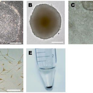 Efficient Differentiation Of Human IPS Cells Into Pigmented Melanocytes