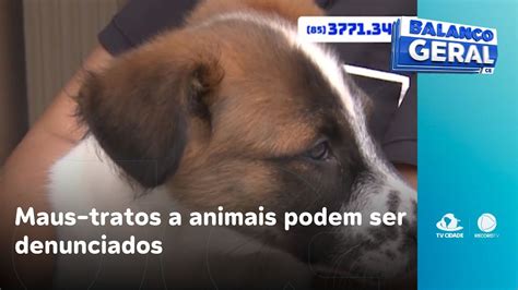 Maus Tratos A Animais Podem Ser Denunciados Na Delegacia De Prote O Ao