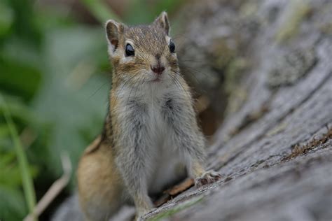 Сибирский бурундук Eutamias sibiricus Siberian chipmunk Flickr