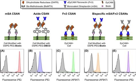 C Myc Antibody Alexa Fluor Ma A