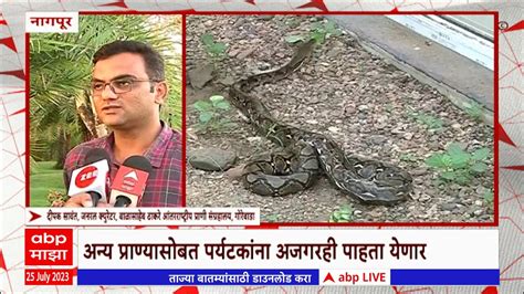 Reticulated Python Nagpur नगपरमधय आणल इशनय भरतत आढळणर