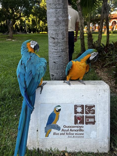 Sonstiges Iberostar Paraiso Beach Playa Del Carmen Playacar