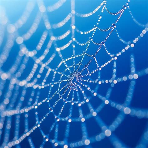 blue spider web pictures