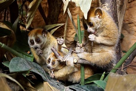 Pygmy Slow Lorises: Meet them at Zoo Leipzig!