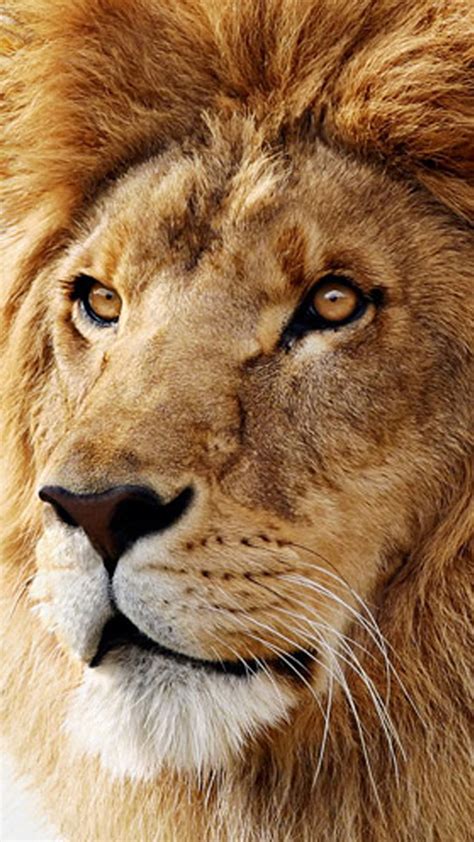 Lion Iphone Wallpaper 79 Images