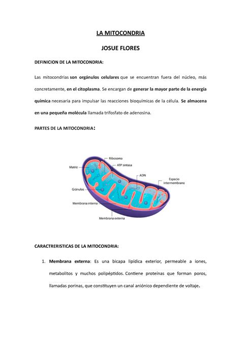 LA Mitocondria LA MITOCONDRIA JOSUE FLORES DEFINICION DE LA