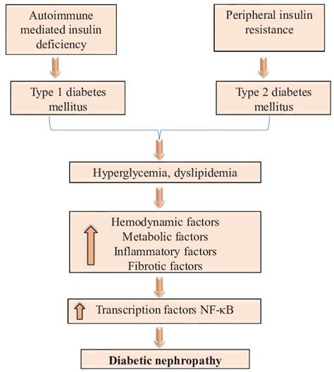 Diabetic Nephropathy Pathophysiology