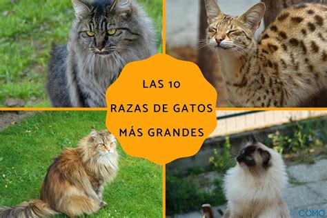 T Tulo Leo Un Libro Exquisito Los Gatos Mas Grandes Del Mundo D As