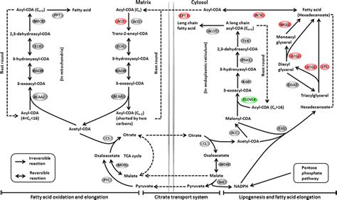 Differentially Expressed Genes Involved In Lipid Metabolism The Download Scientific Diagram