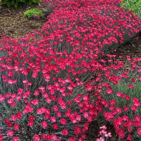 Dianthus Badenia