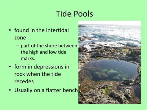 PPT - Tide Pool Ecology PowerPoint Presentation, free download - ID:5320113