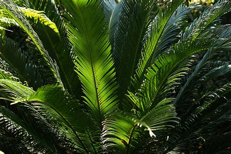 Flora Arquivo Jardim Gulbenkian