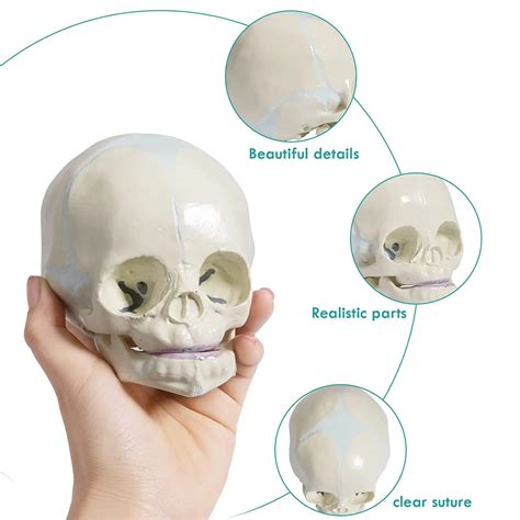 Modelo De Cráneo Fetal Humanomodelo De Cráneo Fetalmodelo De Cráneo