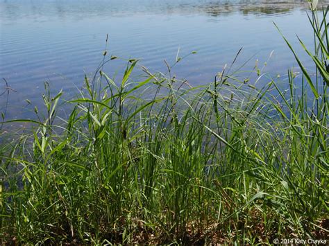 Carex Pellita Woolly Sedge Minnesota Wildflowers