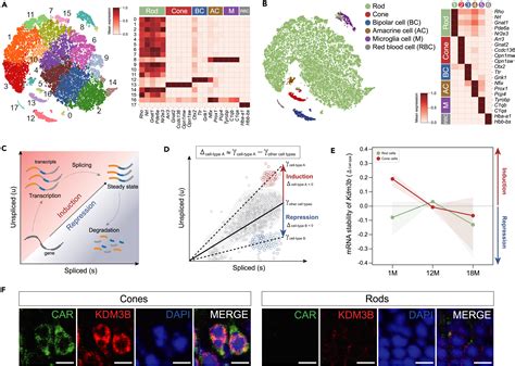 Reorganization Of H3K9me Heterochromatin Leads To Neuronal Impairment