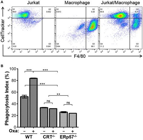 Phagocytosis Assay For Wt Crt−− And Erp57−− Cells Download