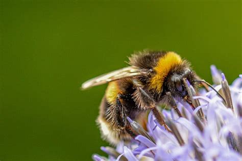 What Is ‘buzz Pollination Bumblebee Conservation Trust