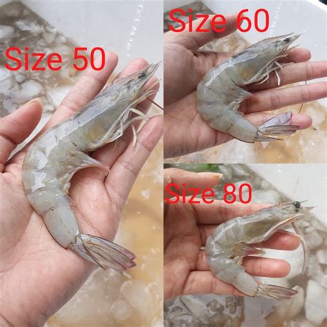 Jual Udang Vaname Segar Berkualitas 1 2 Kg Dan 1 Kg Size 80 1 Kg