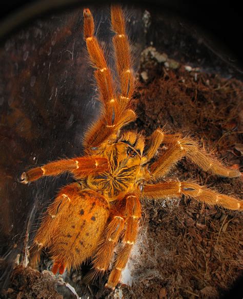 Pterinochilus Murinus Usambara Baboon Tarantula Emerging F Flickr