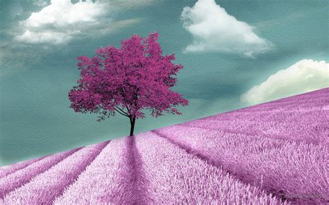 🔥 [70+] Purple Tree Wallpapers | WallpaperSafari