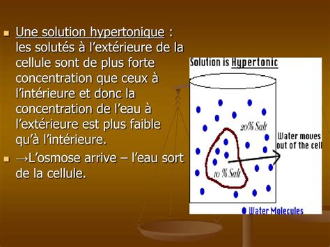 Ppt Lhom Ostasie Et La Membrane Plasmique Powerpoint Presentation