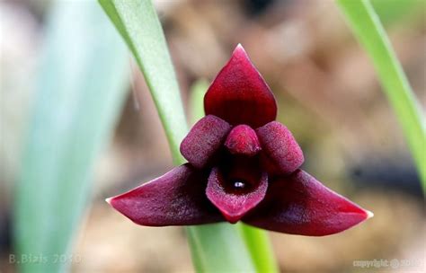 Maxillaria Variabilis Red Flowers Plants Rose