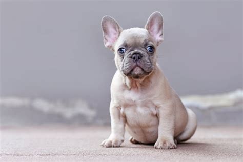 Lilac French Bulldog: Everything to Know – FrenchieWiki