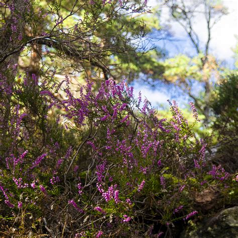 La Forêt de Fontainebleau Erwan Balestreri Photographie