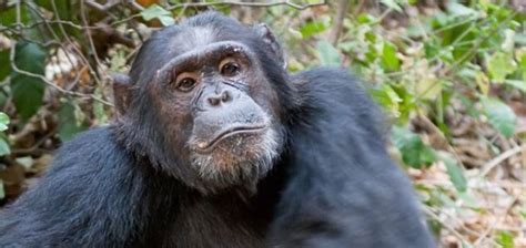 Chimps Observed Crafting And Using Spears Unexplained Mysteries