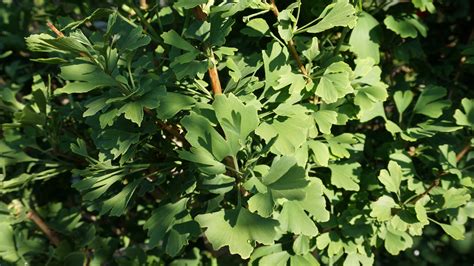 Ginkgo b. Spring Grove – Ginkgo Gardens