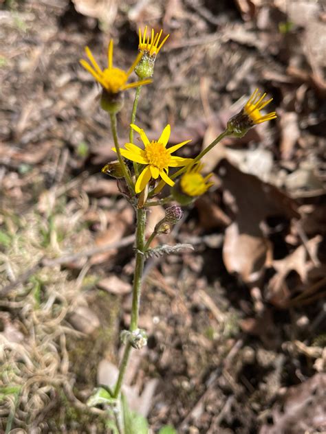 American Groundsels And Ragworts From Allegany County MD USA On April