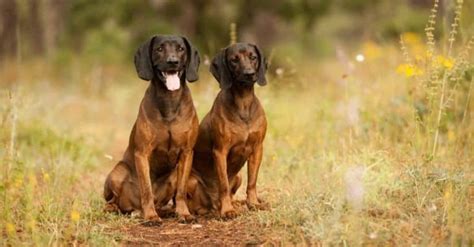 Bavarian Mountain Hound - A-Z Animals