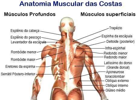 Os Melhores Exerc Cios Para As Costas Musculacao Net