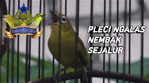 Suara Pleci Masteran Pleci Ngalas Nembak Wit Wit Cer Buka Paruh