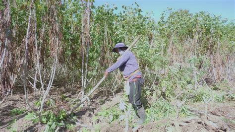 Thai Farmers Use Manual Tools Called Mobile Backhoes For Digging And