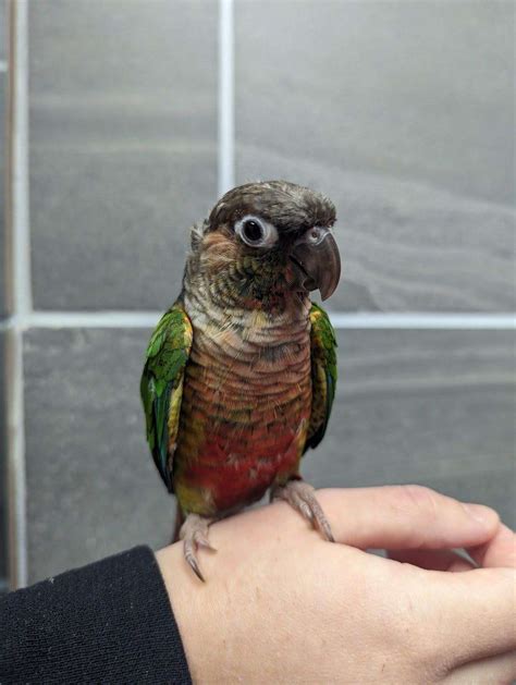 Green Cheek Conure