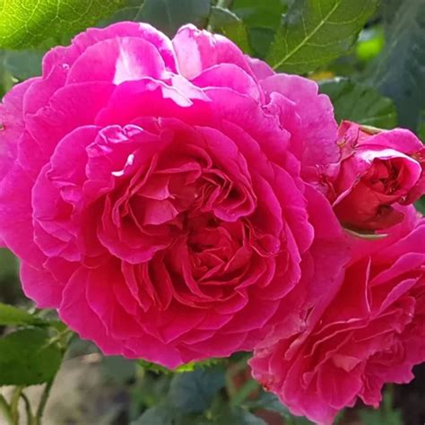 gabriel oak dunaliget