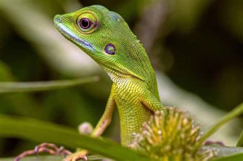 What Does It Mean When You Dream About Lizards Spiritual Meanings