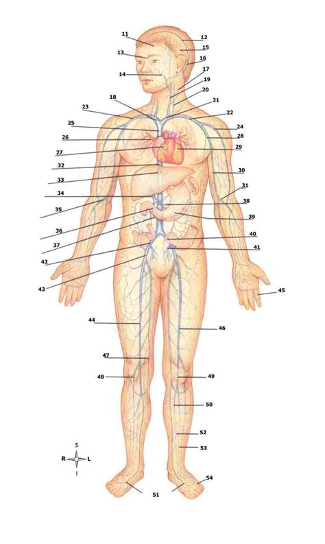 Arteries And Veins Diagram - exatin.info