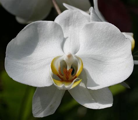 Orchid Flower Images With Names | Best Flower Site