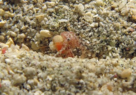 How Do Hermit Crabs Mate Tropical Fish Answers