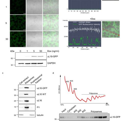 Comparison Of Tet On 3g And Tet On 3g T2a Puro Inducible Expression