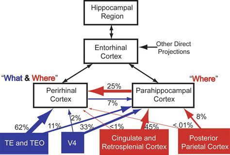 Distinct Roles For Medial Temporal Lobe Structures In Memory For