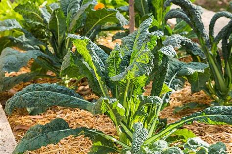 Kale Spacing: How Far Apart to Plant | Gardener's Path