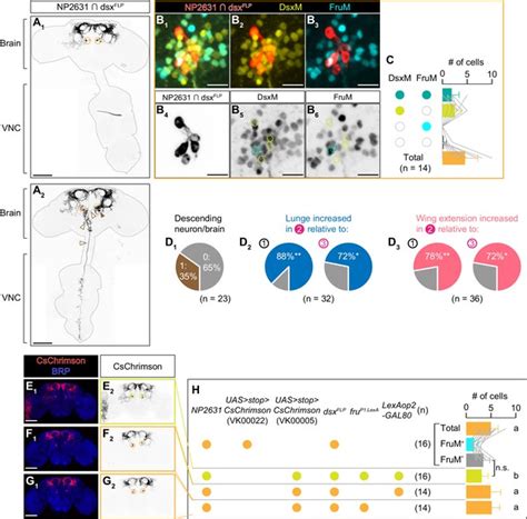 Figures And Data In Sex Determining Genes Distinctly Regulate Courtship