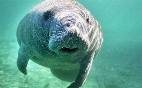 Manatee Appreciation Day