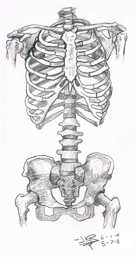 Torso Skeletal Anatomy